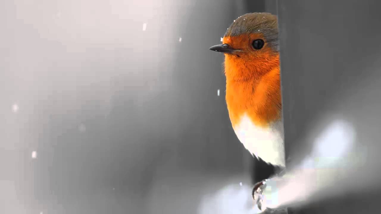 Following a bird - Ezio Bosso|Sanremo Version [HQ]