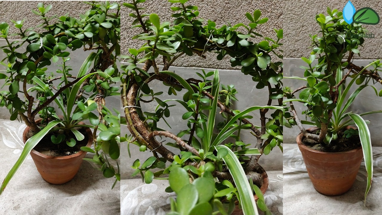 Fusing Jade and Spider Plants for a Unique Bonsai Look