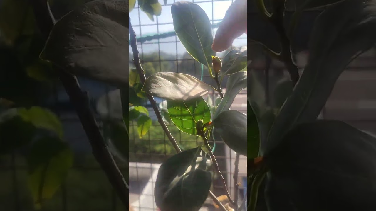 HOW_ TO_GROW_KATHAL/JACKFRUIT_IN_10 INCHES SMALL_ POT_&_SMALL_ PLANT OF LESS THAN TWO FEET HEIGHT. 