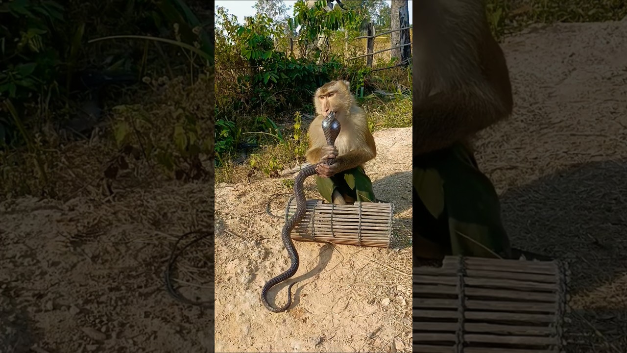 Sokya snake #monkey #shorts