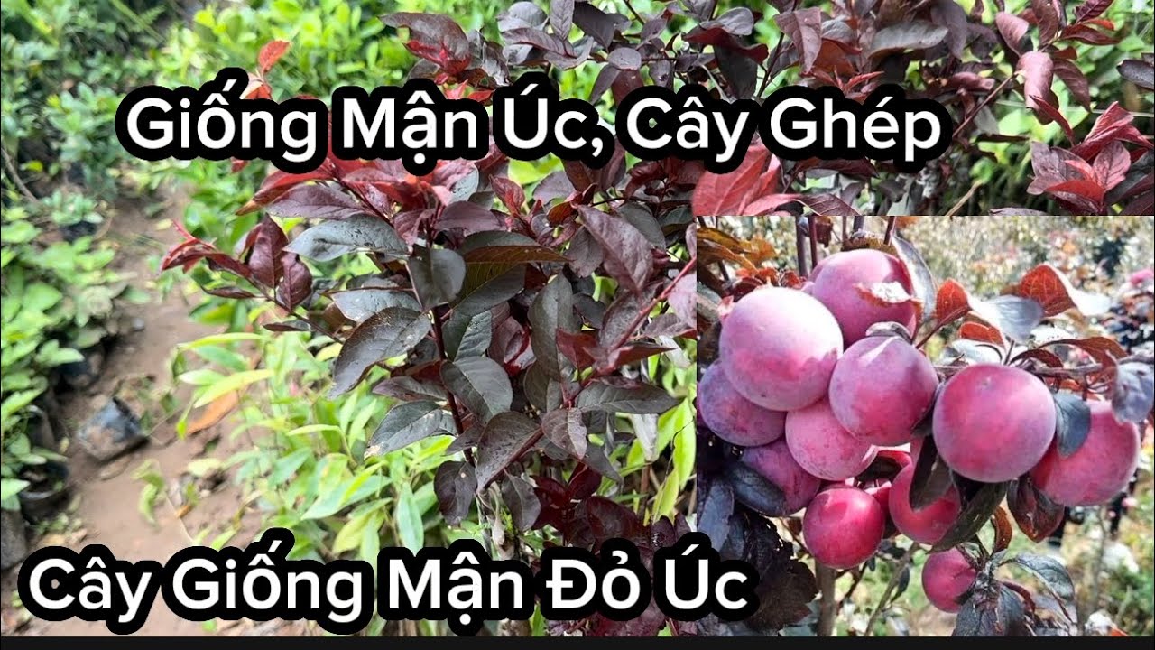 Giống Mận Tím Úc ( Mận Đỏ) Giống Độc Lạ, Quả Ăn Ngon, Ai Cũng Muốn Trồng