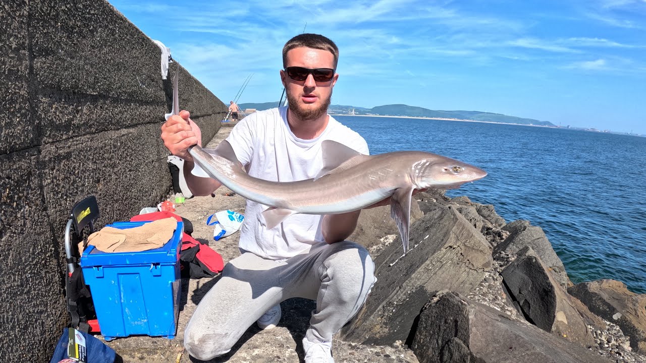 Smooth Hound Fishing South Wales UK. Bristol Channel 2024 (First Video)