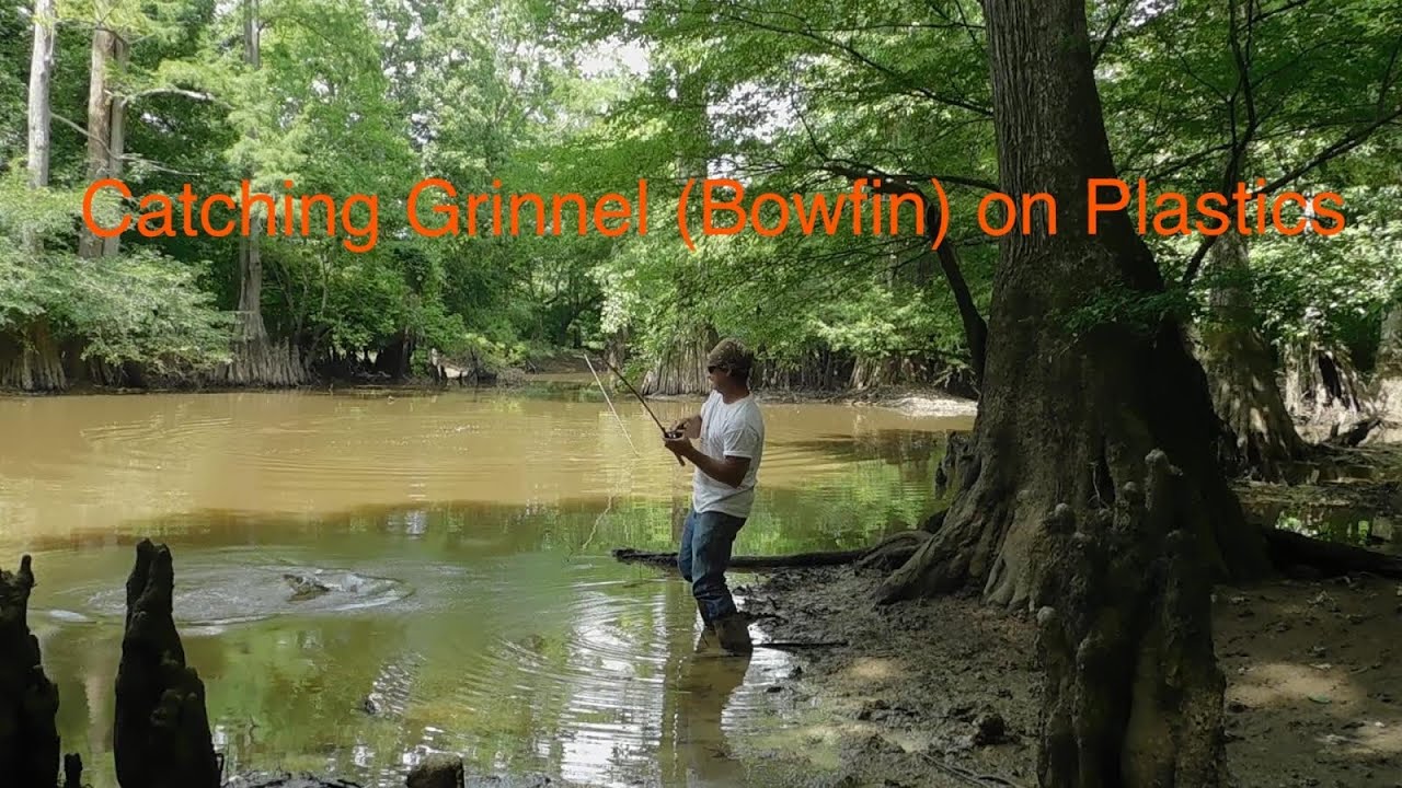 Catching Grinnel (Bowfin) on Plastic Baits