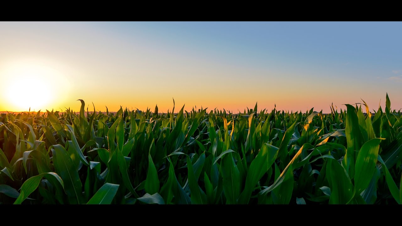 Bio Empruv - 400 bpu Corn program with Ken Hamilton