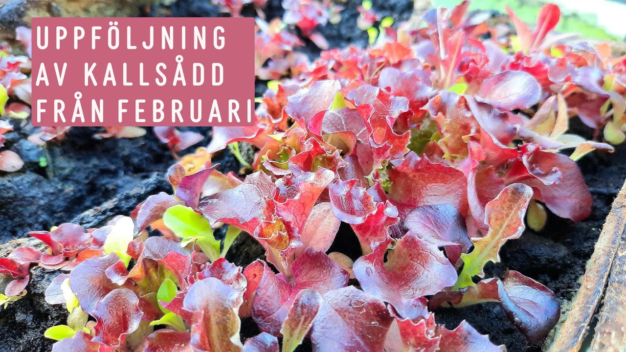 Vintersådd/Kallsådd: sallad, broccoli, rödkål, lök, spenat, persilja. Hur gick det i april?
