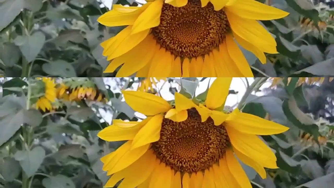 Sunflowers 🌻 | Calm & Relaxing Background Video Full HD 