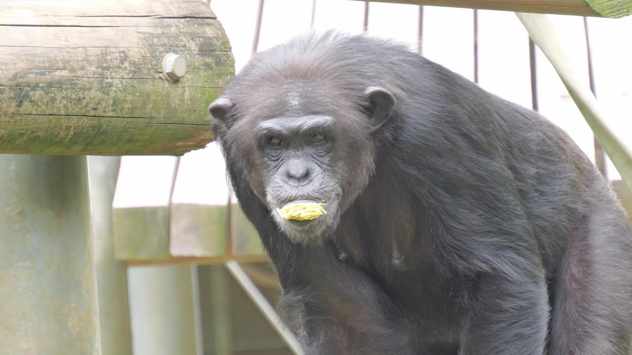 なんかおかしいサクラちゃん 🌸　多摩動物公園　チンパンジー　202508