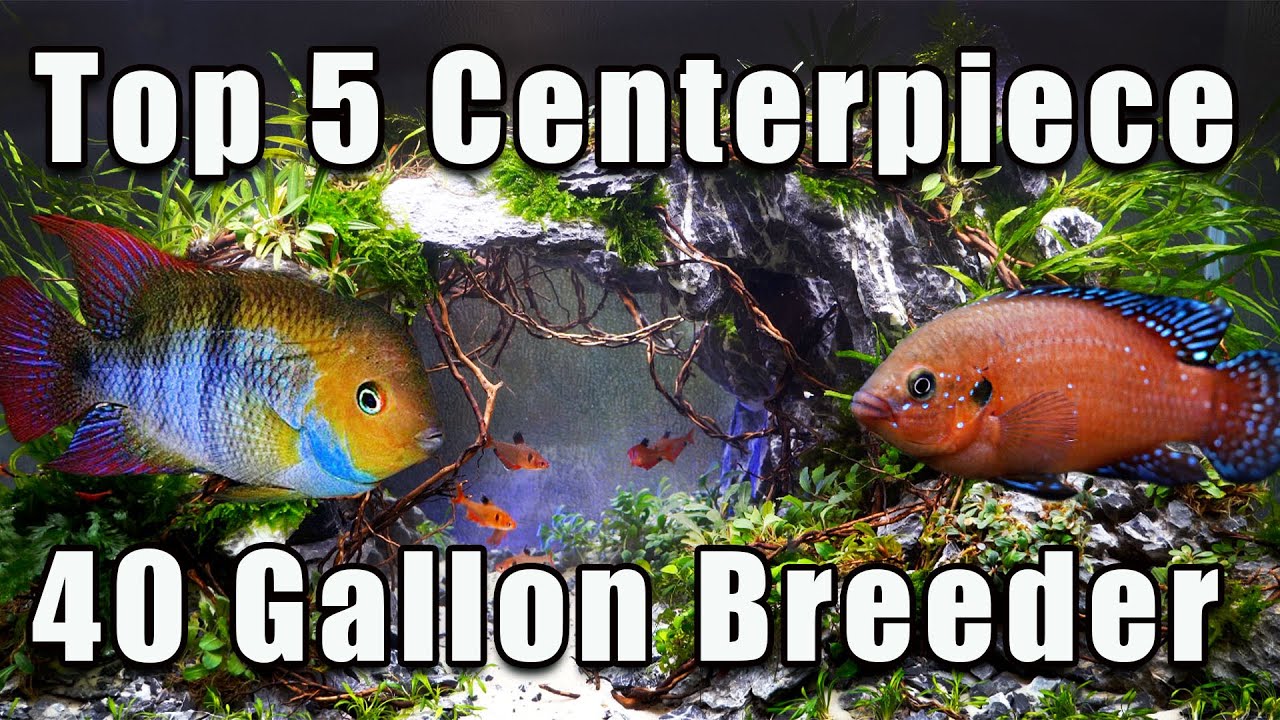 Top 5 Centerpiece Fish For a 40 Gallon Breeder Aquarium With Some Unusual Options!