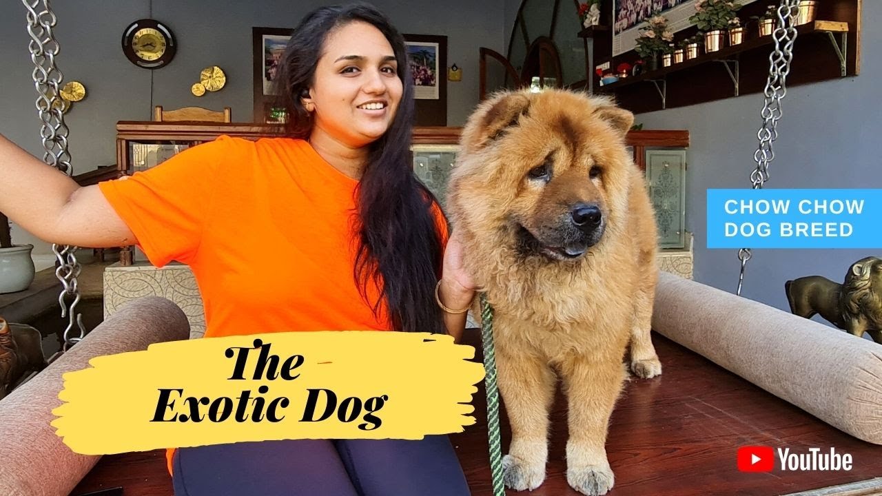 The Exotic Dog | Chow Chow