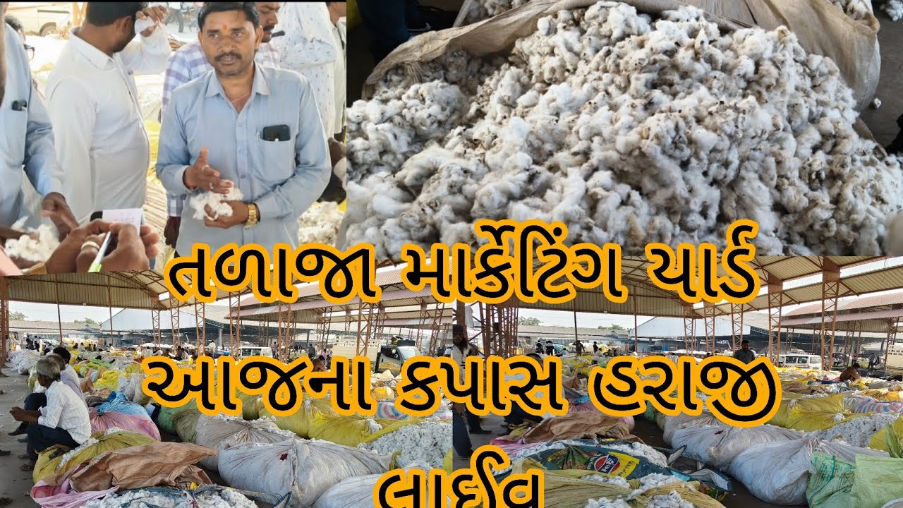 10/12/2025 Talaja તળાજા માર્કેટિંગ યાર્ડ કપાસ બજાર ભાવ aaja Na kapas na bajar bhav marketing head 