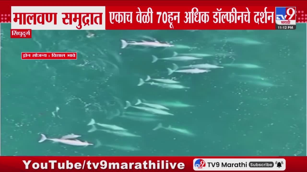 Malvan समुद्रात एकाच वेळी 70हून अधिक डॉल्फीनचे दर्शन