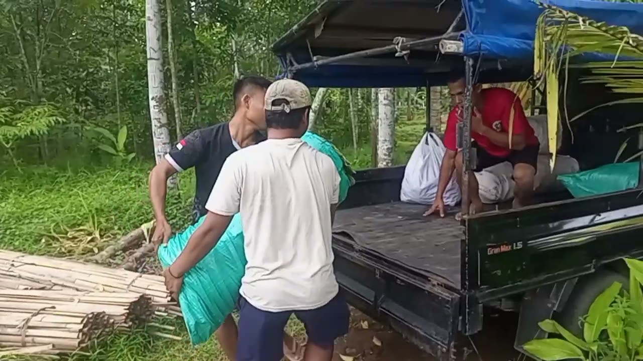Panen perdana BUMDES Makmur desaBokol
