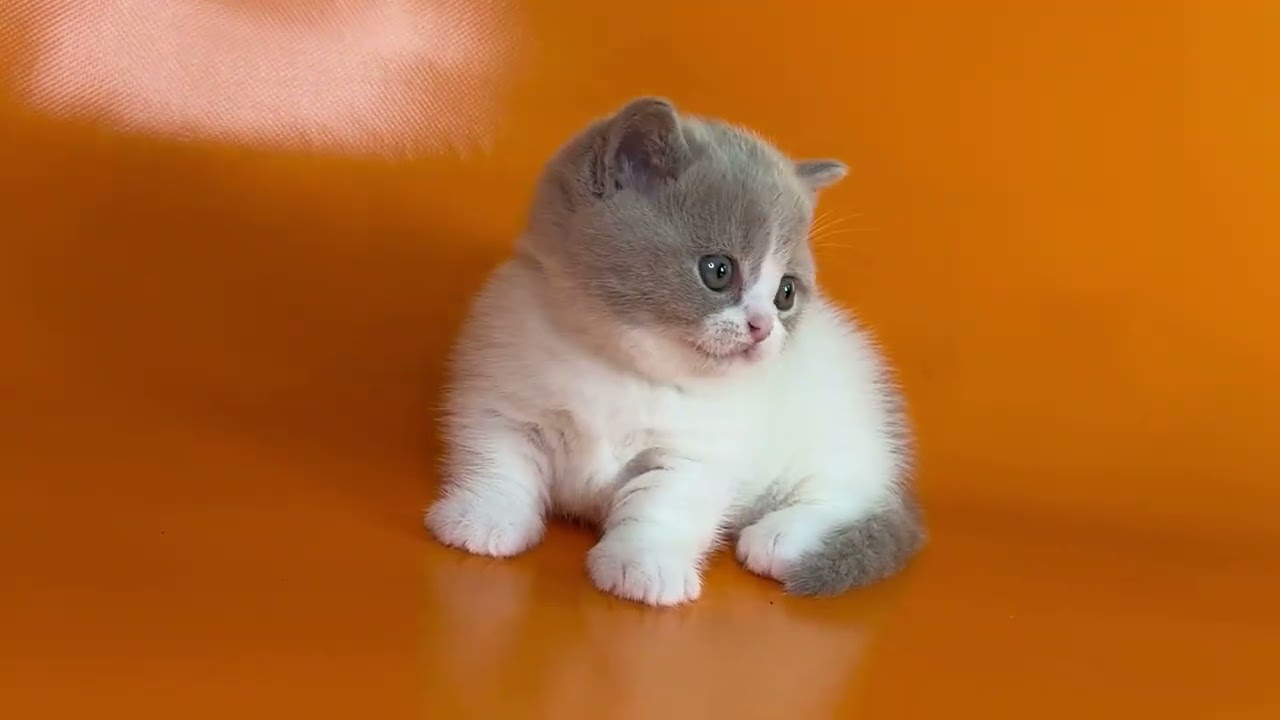 Venom Munchkin Lilac Male