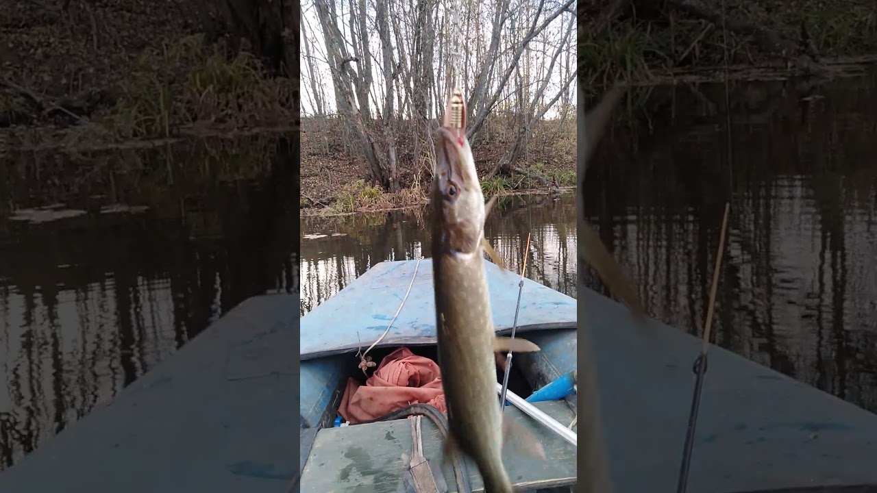 ✔ Щуки🦈 атакуют. Рыбалка🎣 на деревенском пруду🌊 Часть 2 ✔ 