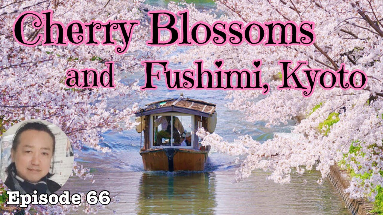 Cherry blossoms and Fushimi, Kyoto   Jikkokubune boat ride and Sake brewery