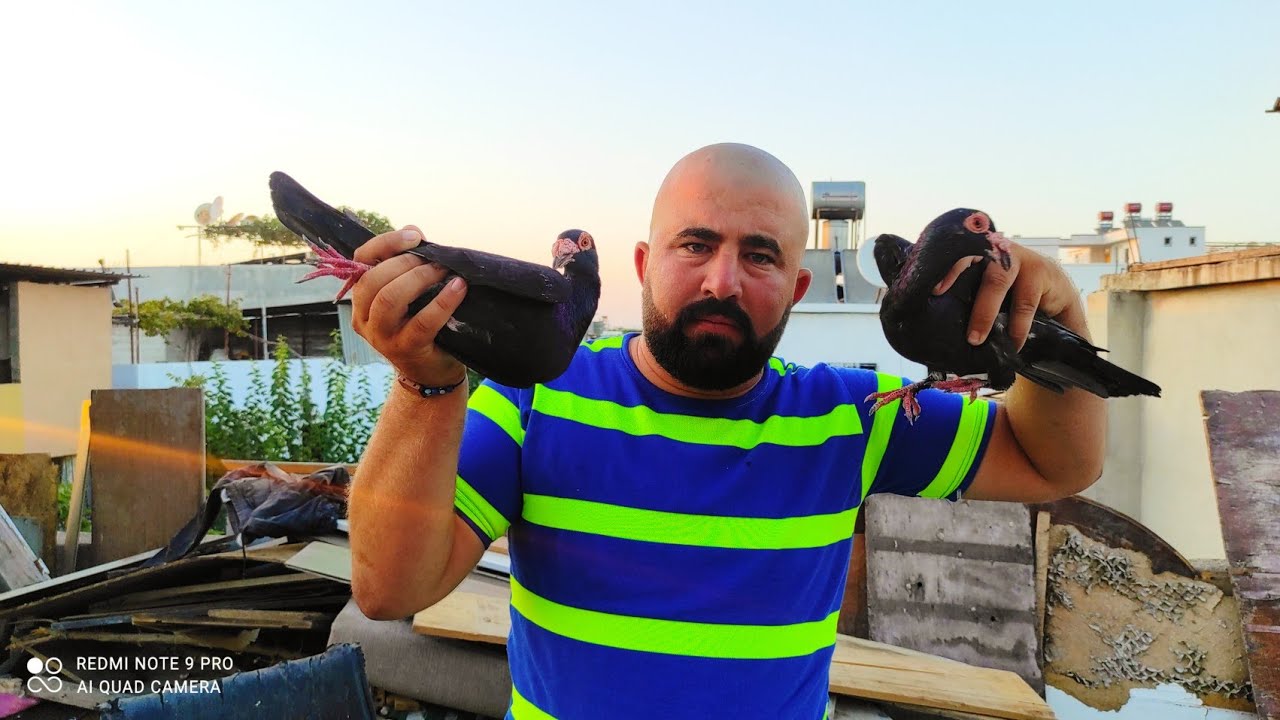 ÇILGIN SALO VS KÜÇÜK CAMBAZ GÜVERCİNLERLE