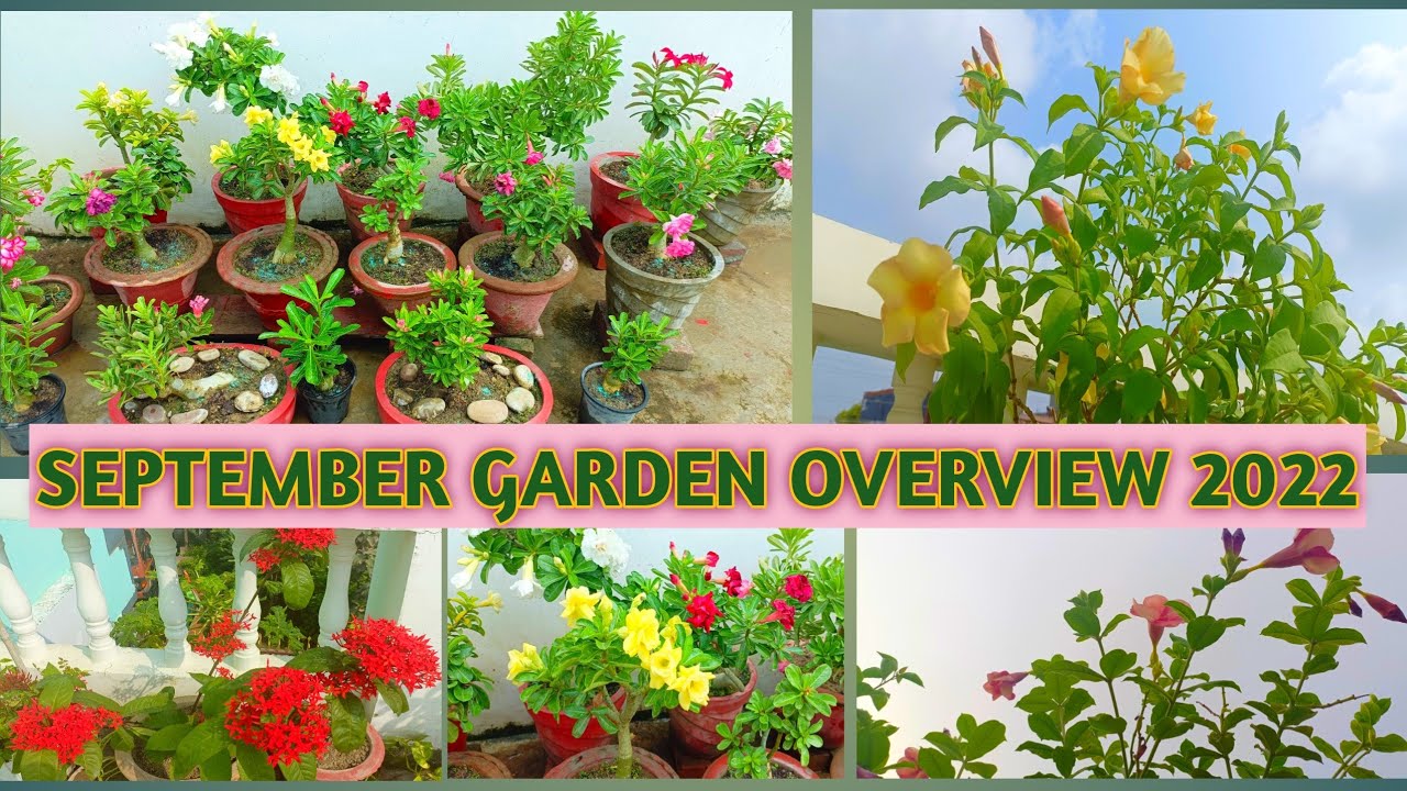 SEPTEMBER GARDEN OVERVIEW 2022 | TERRACE GARDEN OVERVIEW IN HINDI 🌹🌸