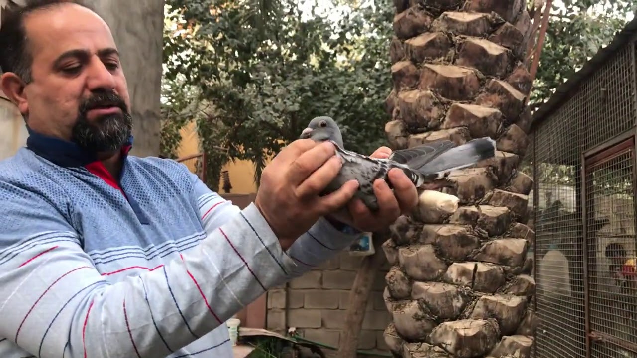 سهيل المبارك تكلم عن حمامه تشترك في نقطة بتايا في تايلند