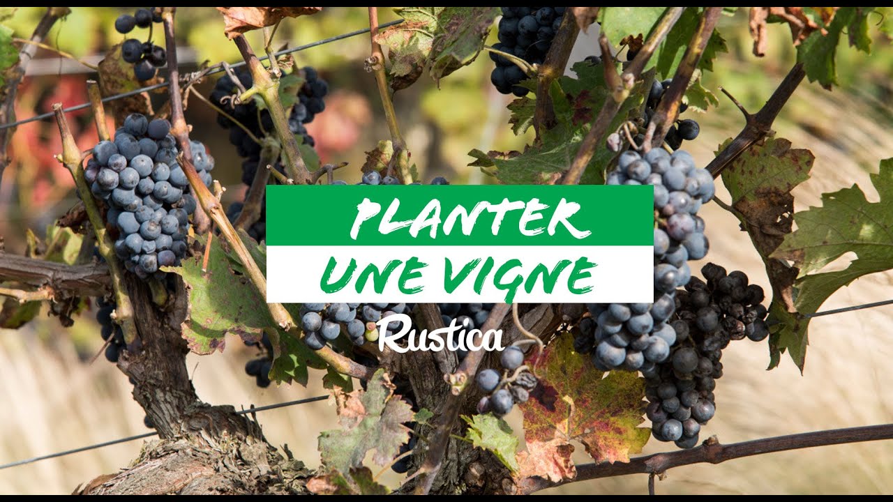 Comment réussir la plantation d’une vigne ?