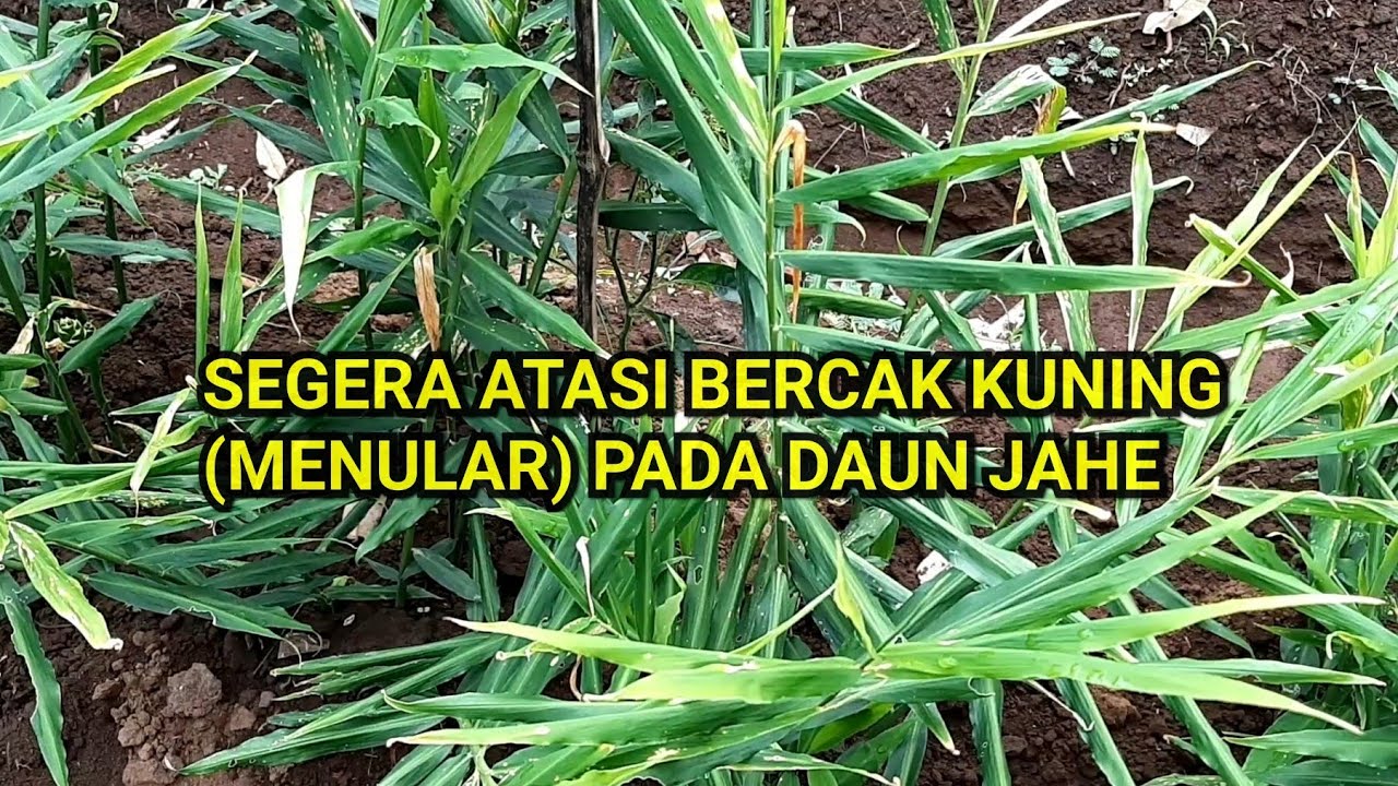 Obat Bercak Kuning di Daun Tanaman Jahe Emprit #Jahe 09