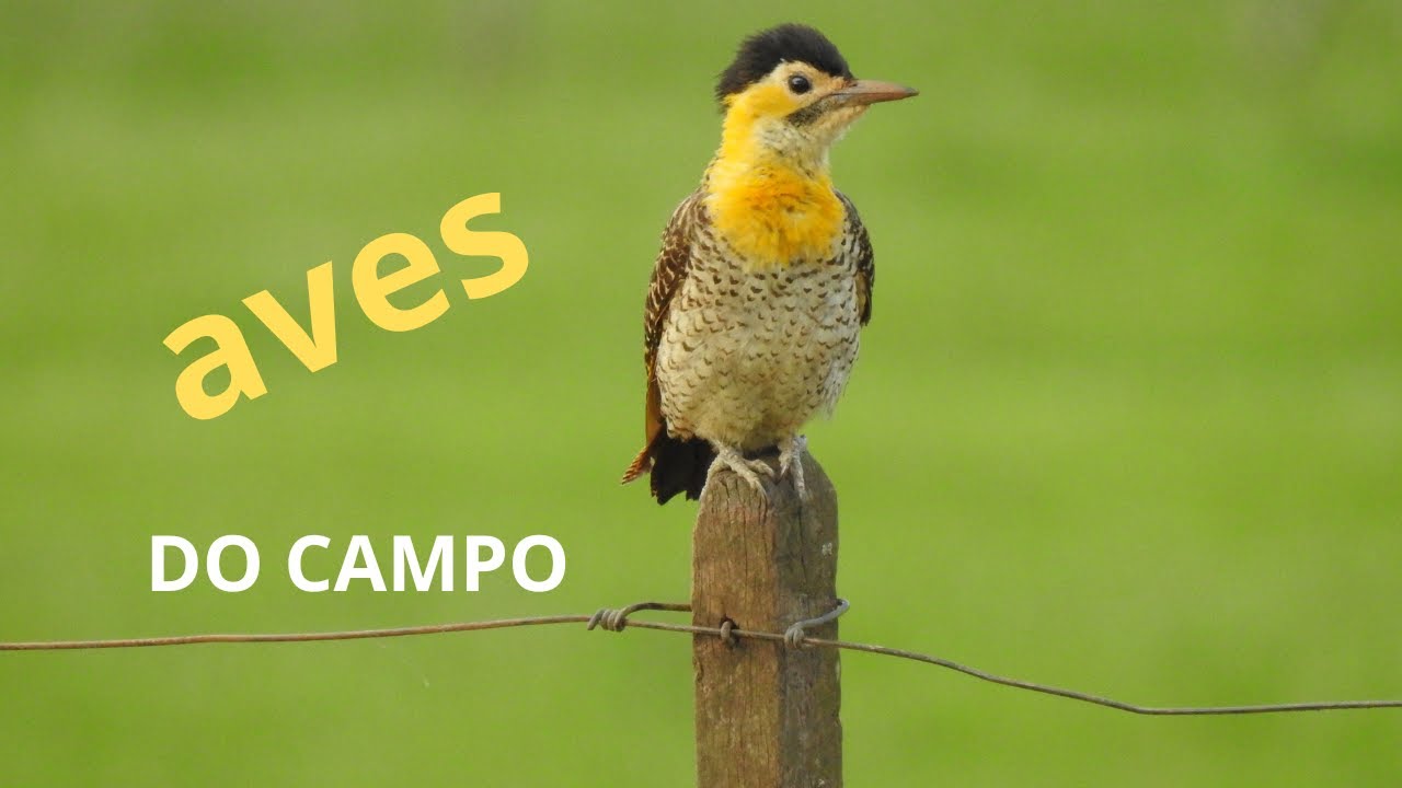 Observando algumas aves do campo.