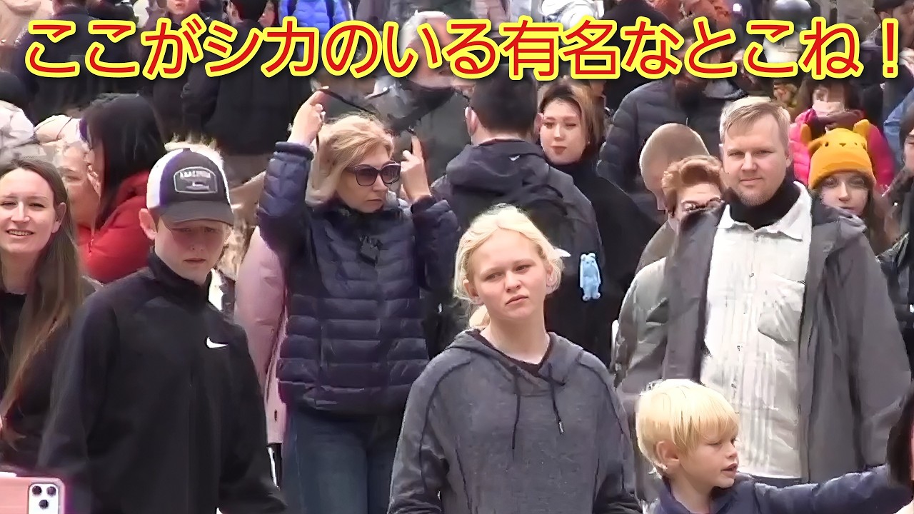 ここがシカのいる有名なとこね！外国人観光客が奈良を体感してその魅力を感じる