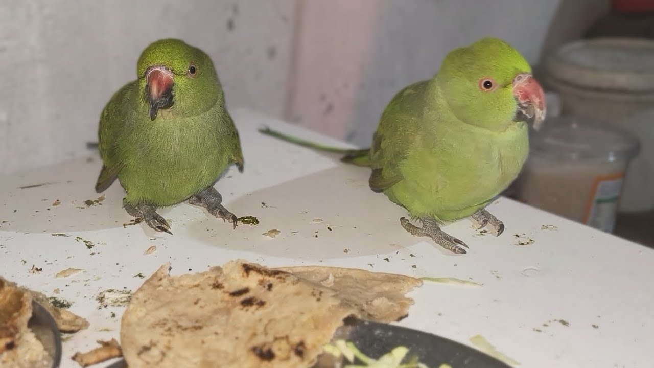 Mithu ki Masti ho rahi hai | AC Parrot 