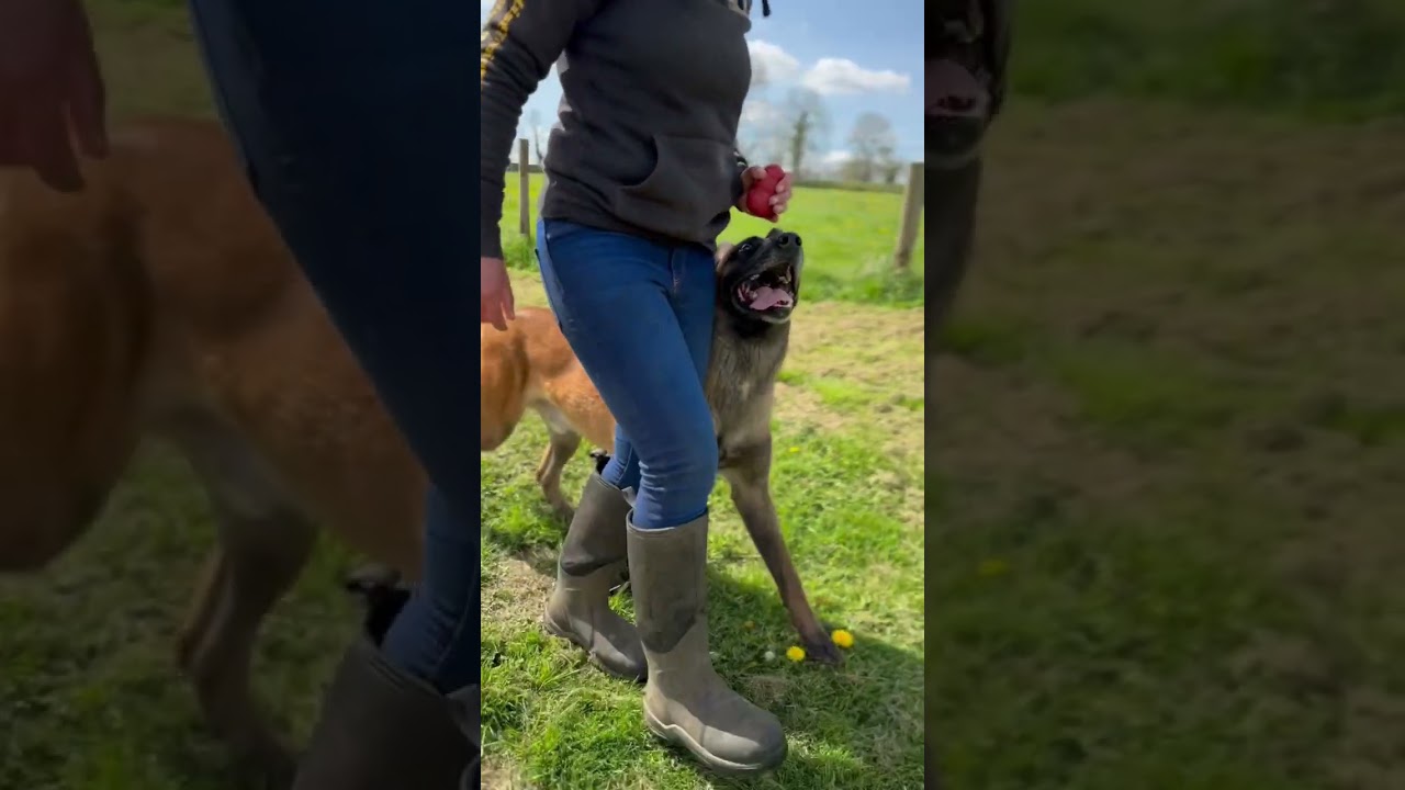 Koios and his focus. #dog #dogtraining #malinois #tricktraining #trick #dogsworld #obedience
