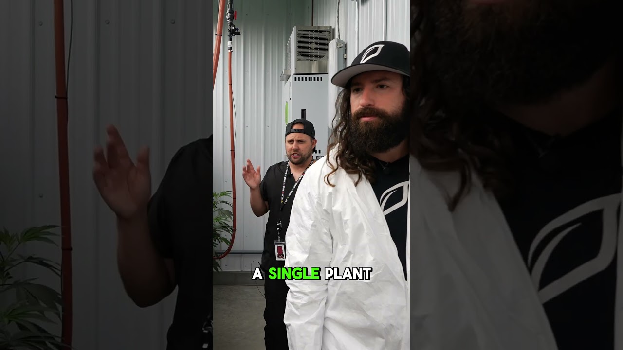 Growlink x Wojo Wax x Biobee: Beneficial Bugs #shorts