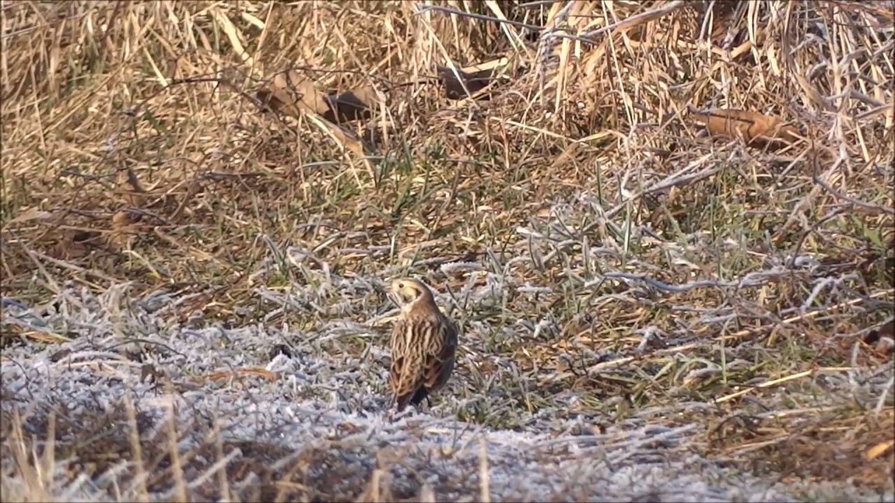 Poświerka (Calcarius lapponicus), Lapland Longspur / Lapland Bunting
