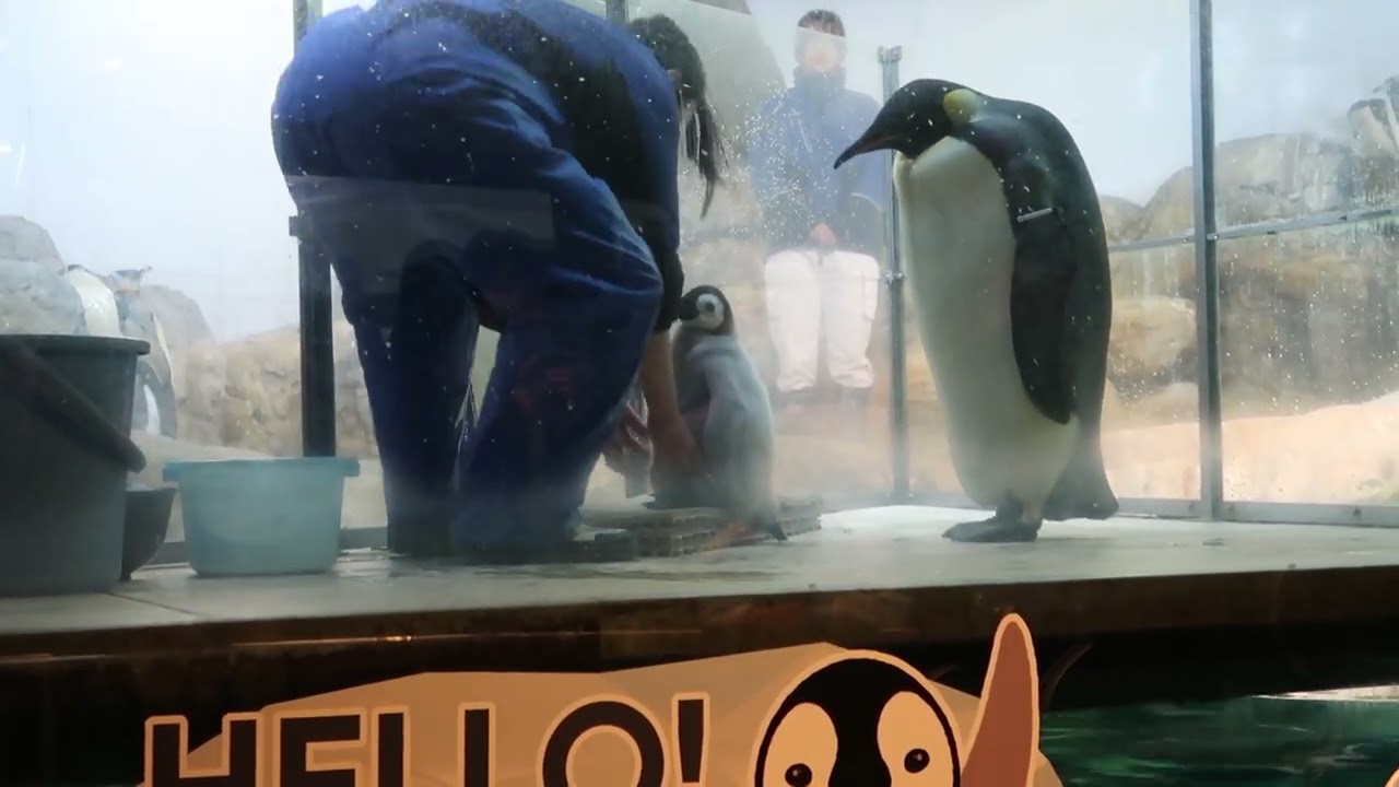 #4-59 Nov 2025 Emperor penguin at Adventure world, Japan
