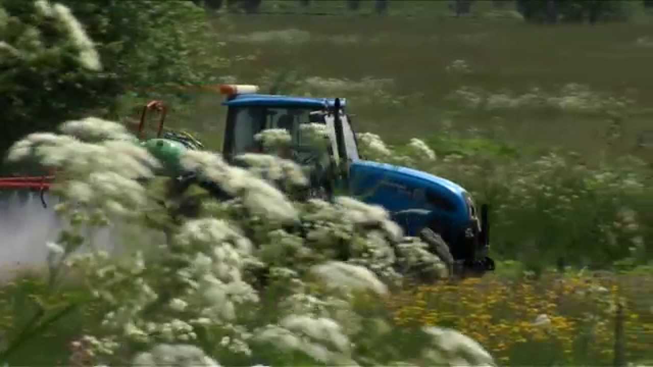 Środowisko bez Barszczu Sosnowskiego (Heracleum Sosnowskyi Manden.)