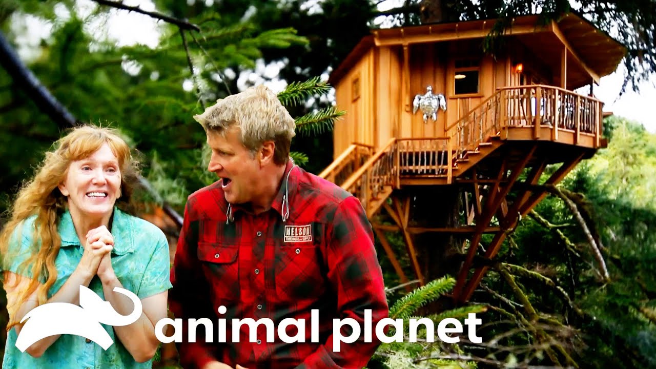 The Craziest Treehouses of SEASON 4! | Treehouse Masters | Animal Planet