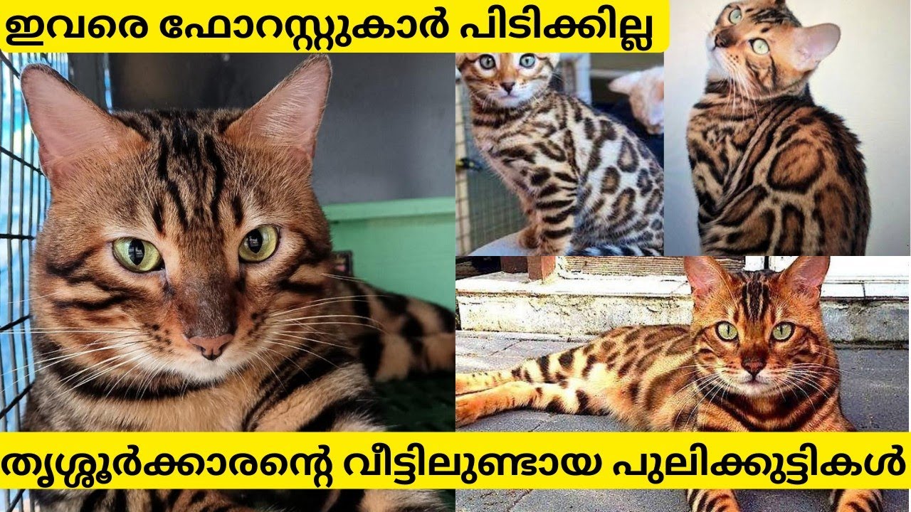 തൃശ്ശൂരിൽ വീടിനു പുറകിൽ ബംഗാൾ പുലി പ്രസവിച്ചു |Bengal Cat
