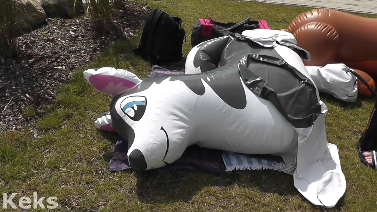 PuffyPaws Husky and Wolf Inflation + Merek Lioness Inflation 1080p HD