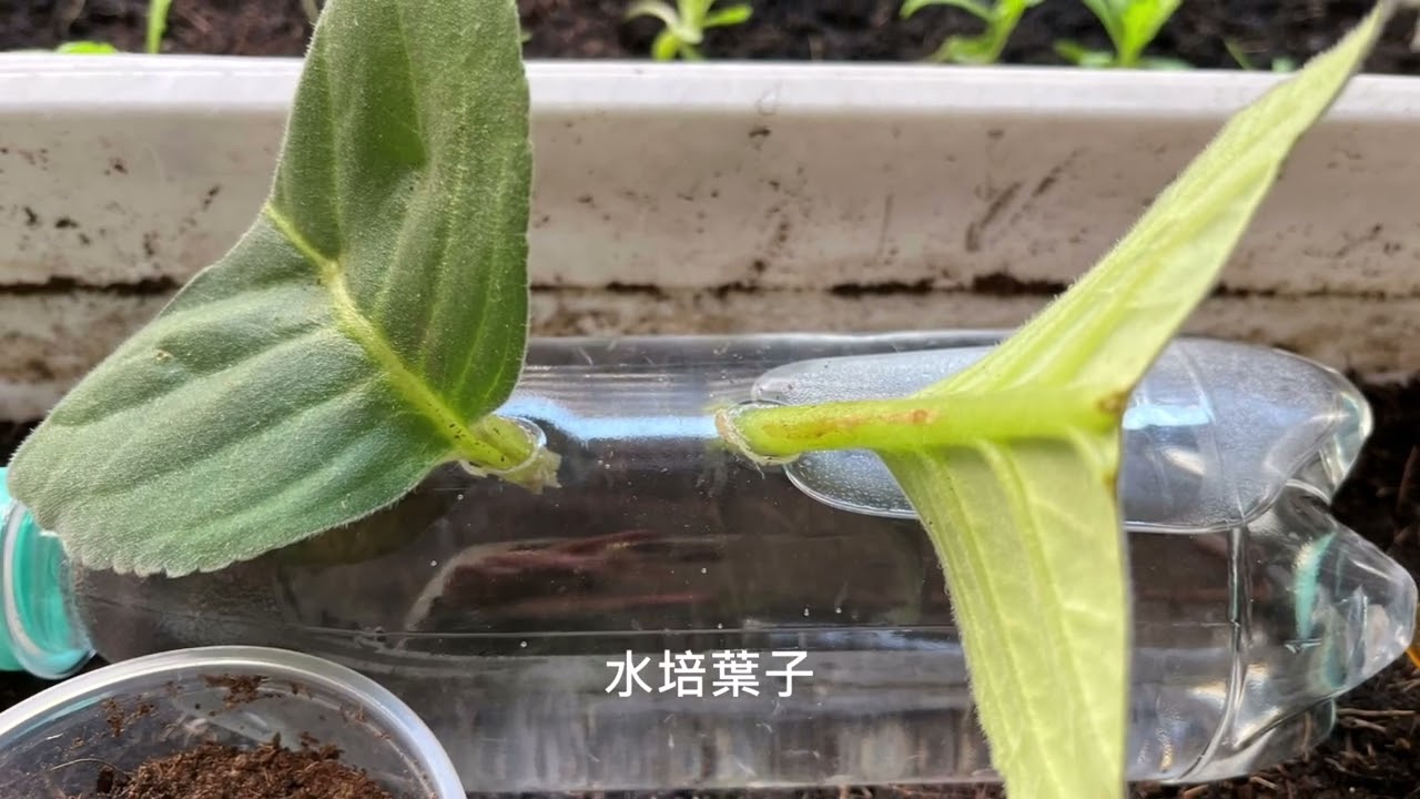 2025/02新手學會養美美的大岩桐