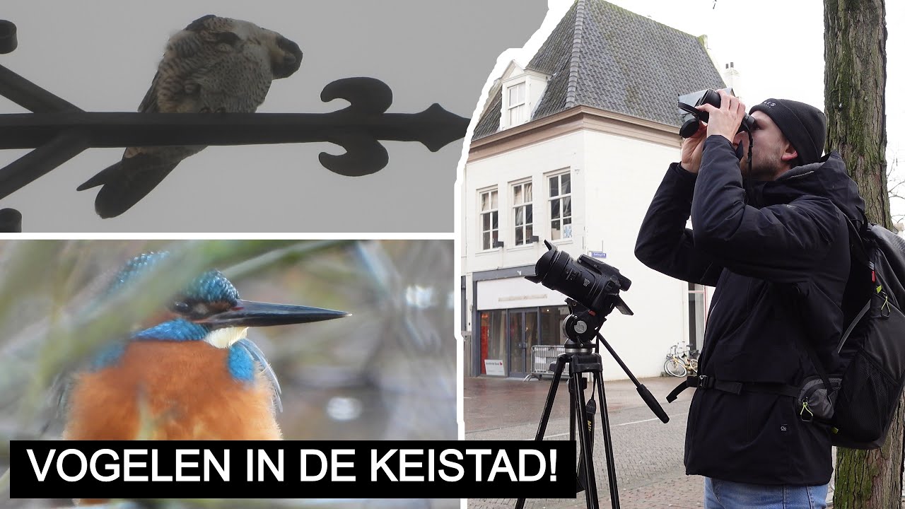 #188: Stadse vogels in Amerfsoort