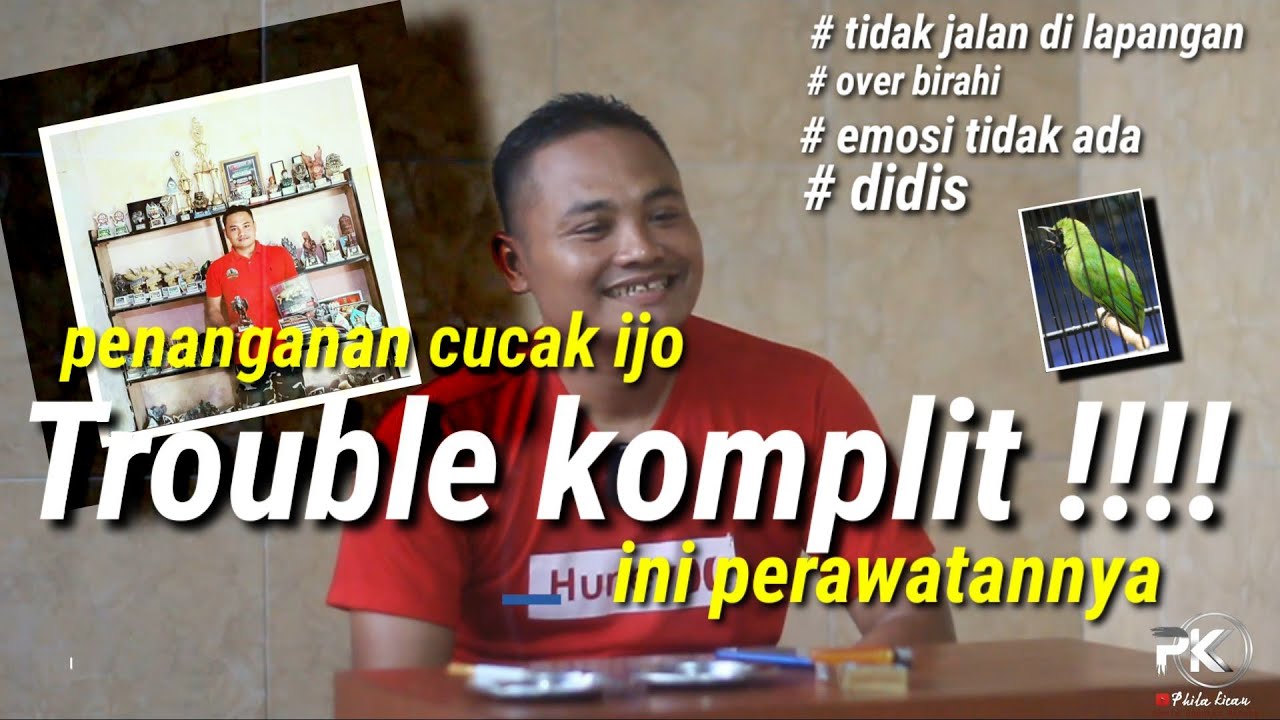 cucak ijo trouble komplit !ini cara mengatasinya/sutrisnomhbc