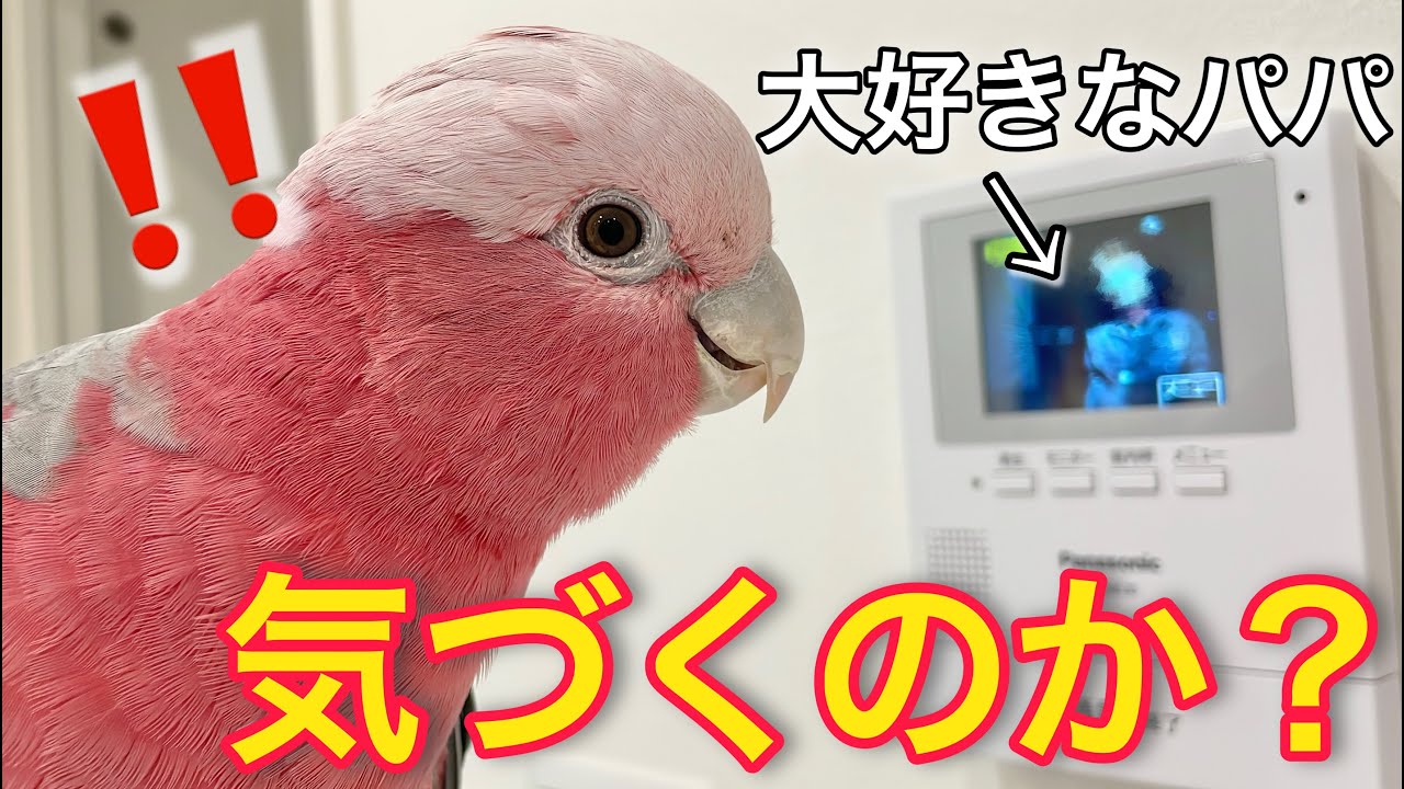 インターホン越しにパパが話しかけたらオウムは気づくのか？【モモイロインコ】