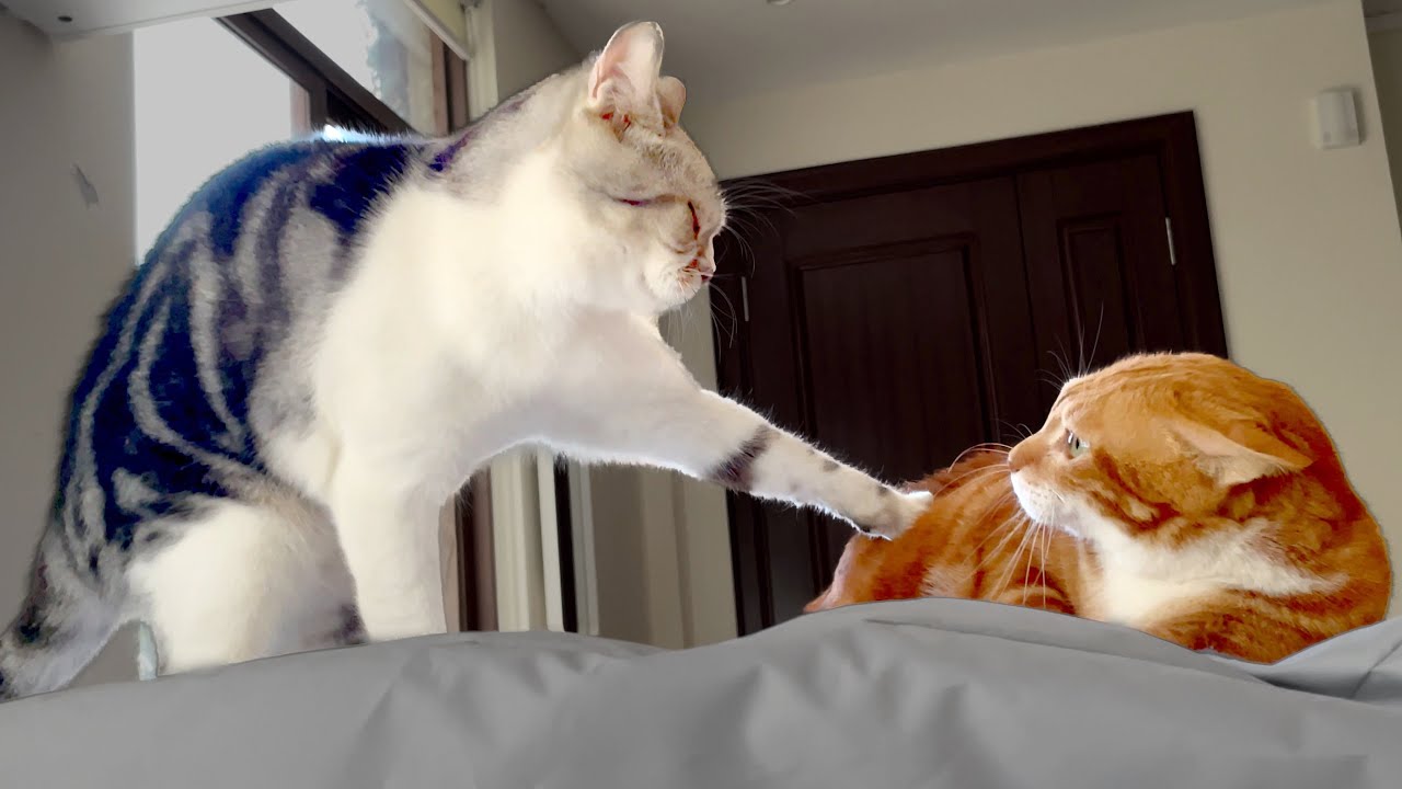 8場激戰，品種貓逼迫田園貓做朋友｜ 西樹 Xishu&Cats
