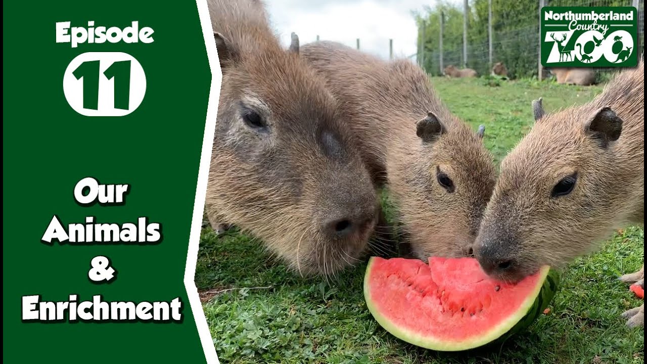 Animal Enrichment at Northumberland Zoo! + How to Make Your OWN! Food, Toys, & Fun! Episode 11