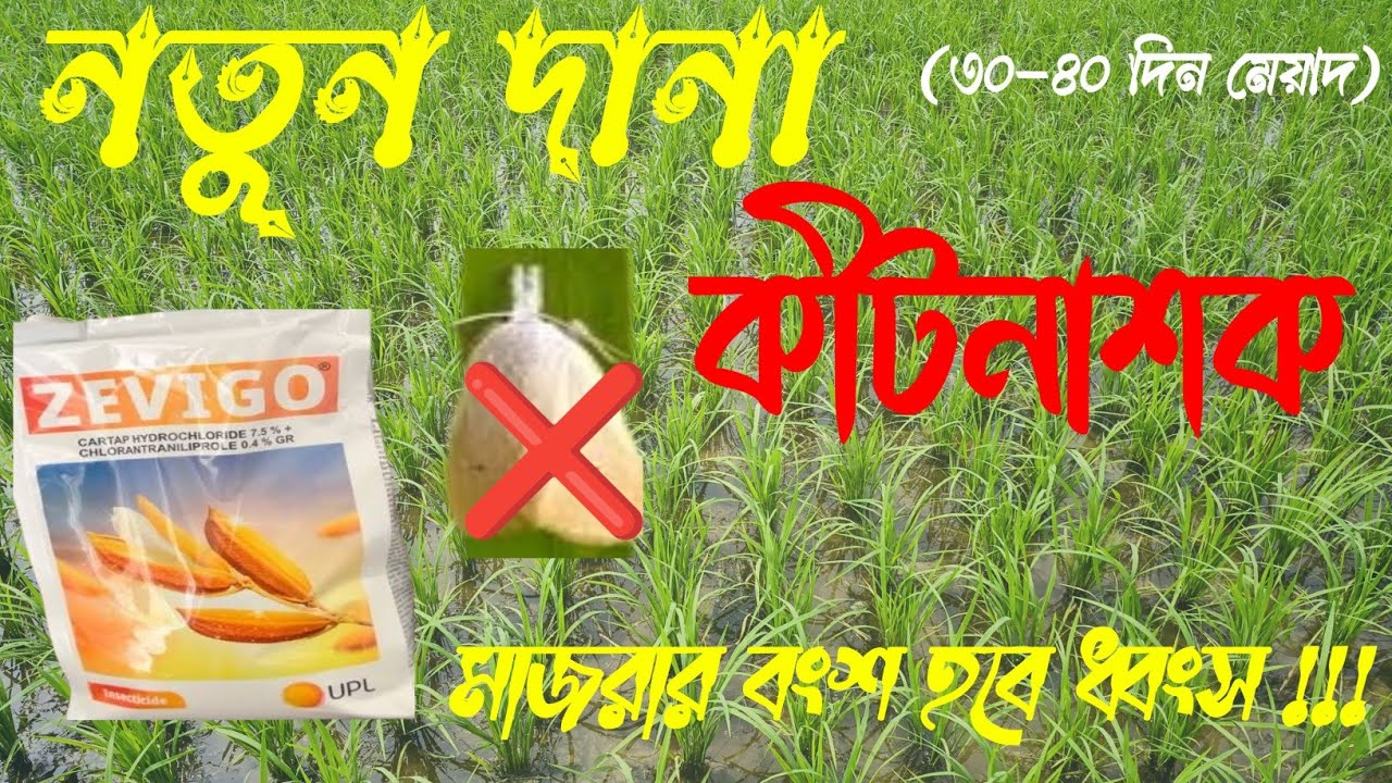 মাজরা পোকার নতুন দানা কীটনাশক।upl zevigo insecticide।