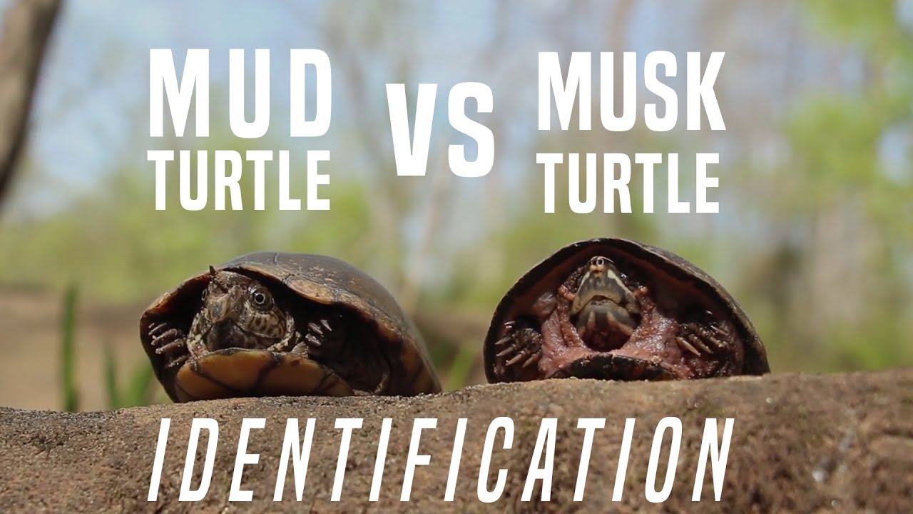 Musk Turtle VS Mud Turtle: Identifying the Differences