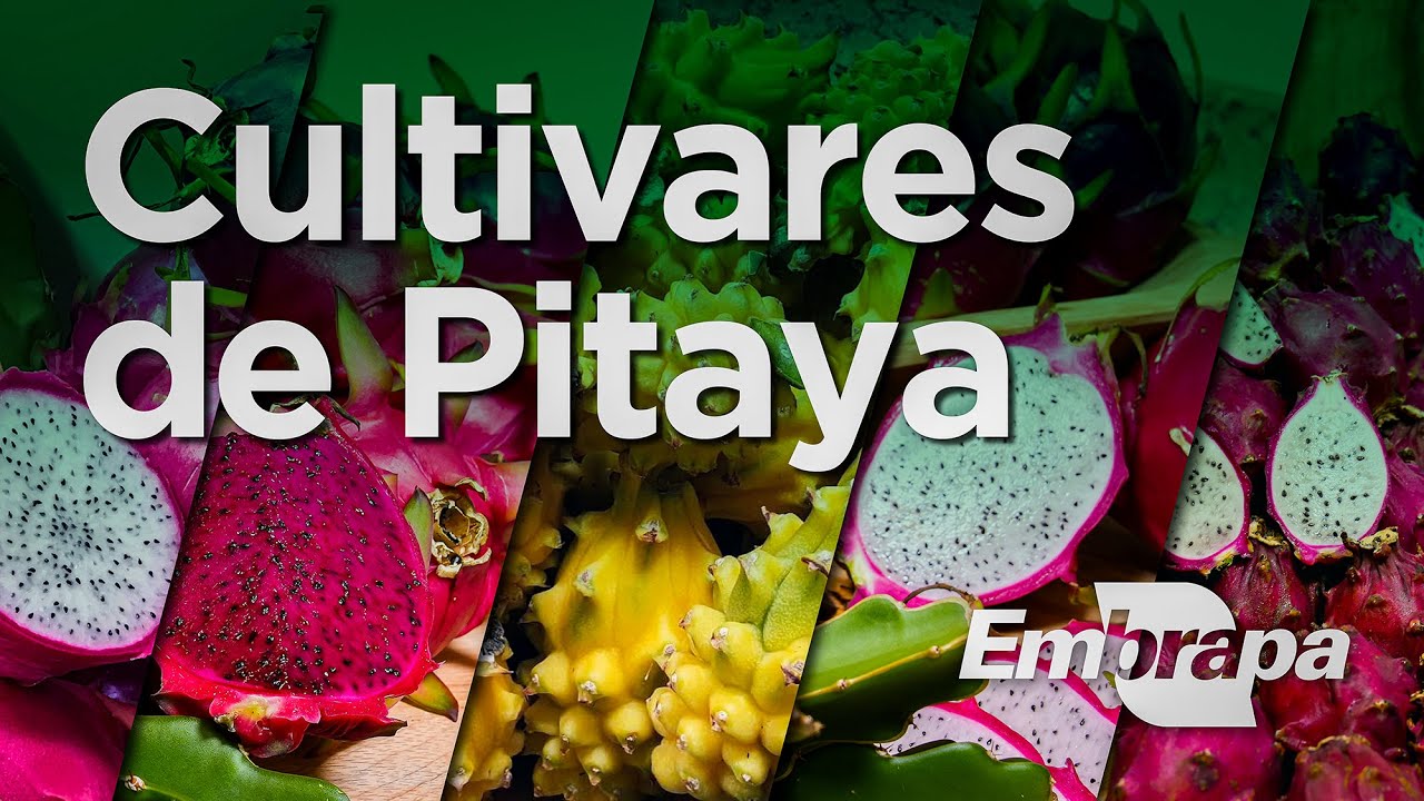 Cultivares de Pitaya