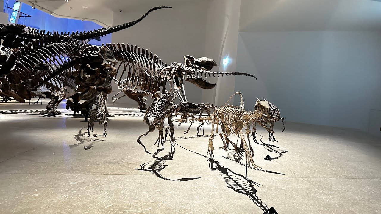 Journey With Us: Natural History Museum, Abu dhabi
