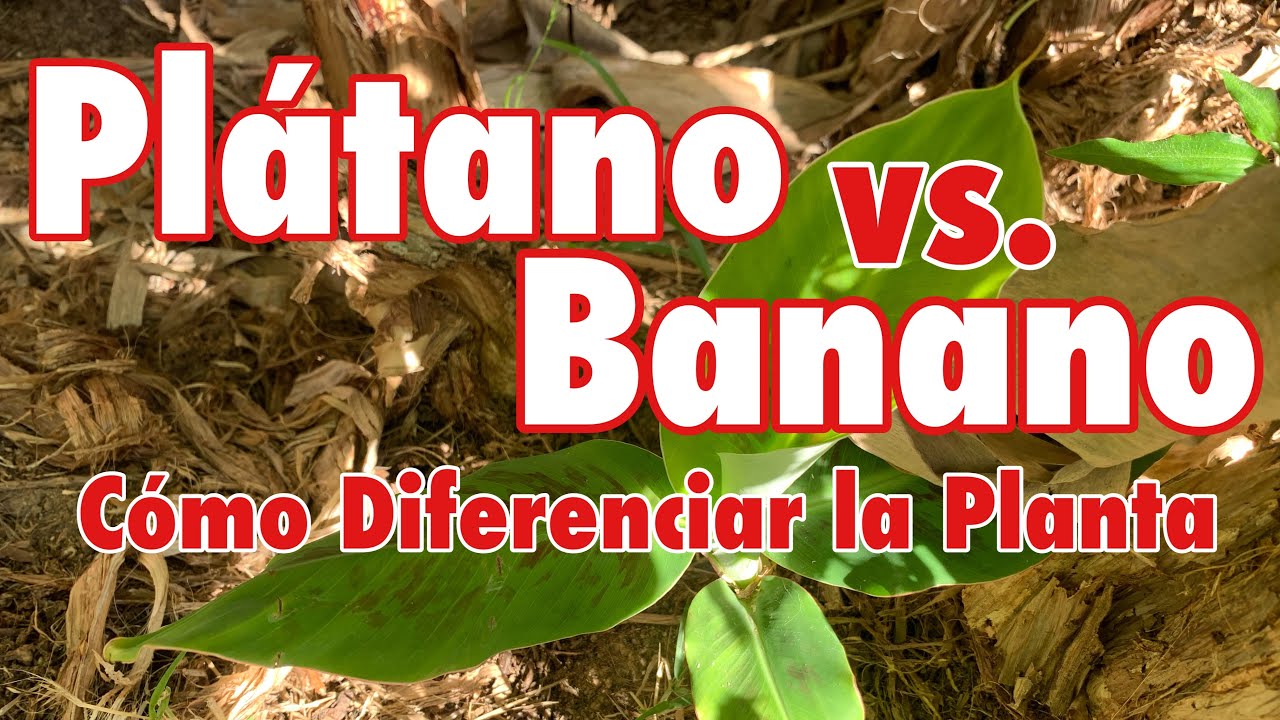 Cómo Diferenciar Plátanos y Bananos (Guineos)