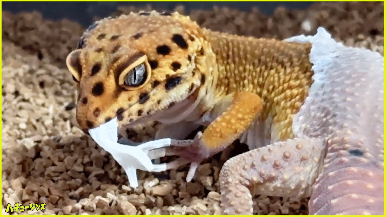 【レオパ】脱皮を頑張るヒョウモントカゲモドキを応援！スポッと抜ける手袋が可愛すぎる！【ハチュージンズ】
