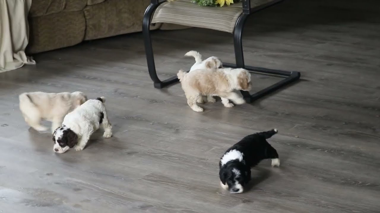 Cockapoo Puppies For Sale