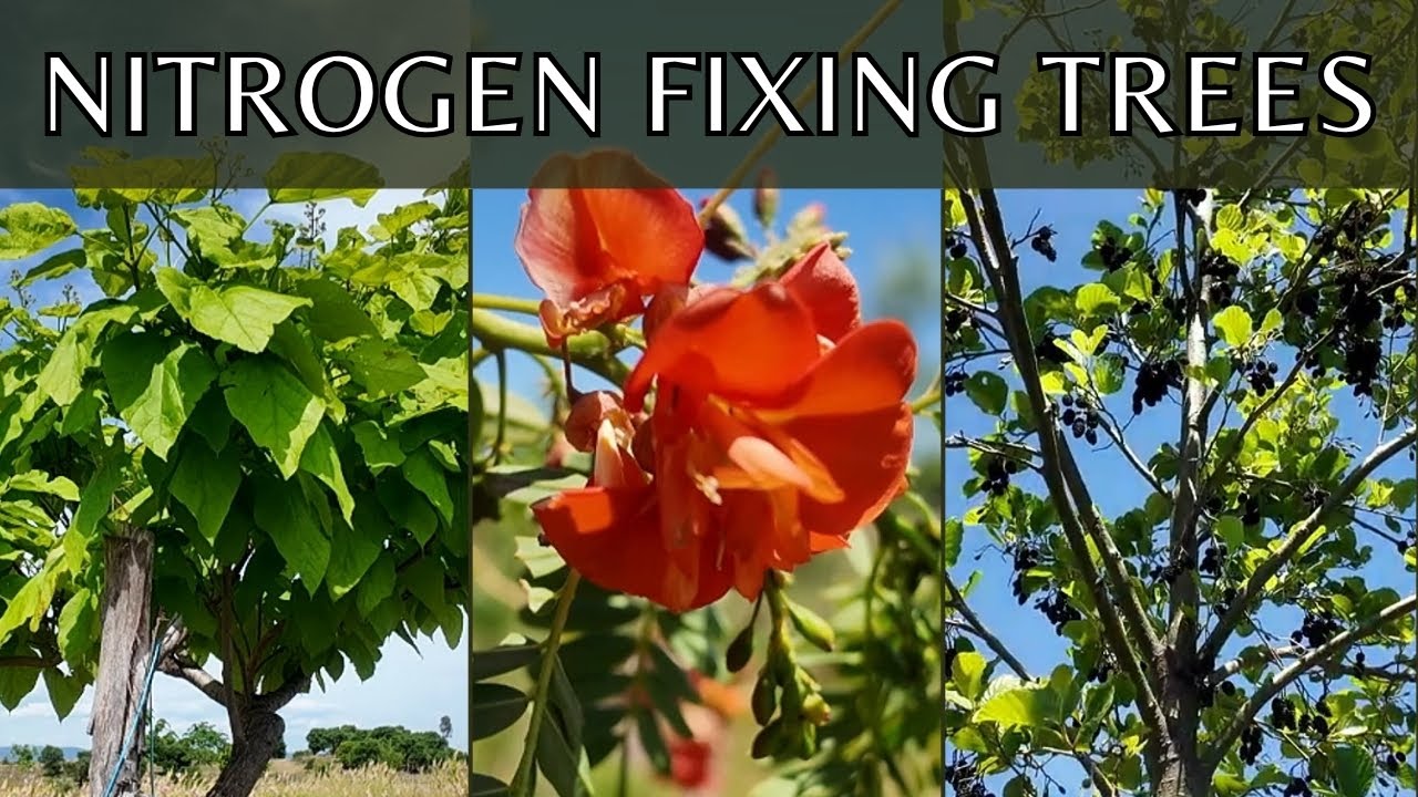 14 types of nitrogen fixing trees you can plant to improve your soil