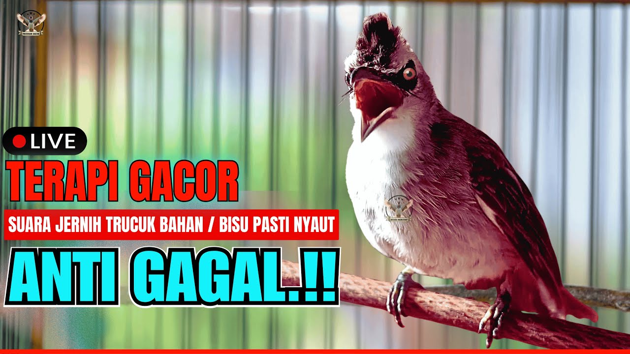 🔴PANCINGAN TRUCUKAN SUSAH BUNYI!! TRUCUKAN GACOR ROPEL PANJANG BIKIN TRUCUK MANA PUN CEPAT BUNYI